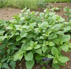 Image result for beladona