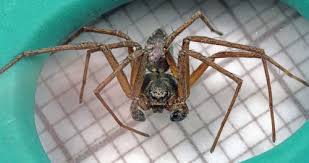 Attēlu rezultāti vaicājumam “Philodromidae”