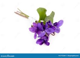 Attēlu rezultāti vaicājumam “Viola reichenbachiana”