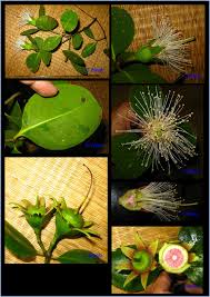 Attēlu rezultāti vaicājumam “Rhynchospora alba fruit”