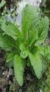 Attēlu rezultāti vaicājumam “Scrophularia umbrosa”