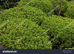 Attēlu rezultāti vaicājumam “Callitrichaceae”