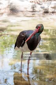 Attēlu rezultāti vaicājumam “Ciconia nigra”