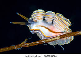 Attēlu rezultāti vaicājumam “Diderma globosum macro”