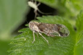 Attēlu rezultāti vaicājumam “Cixius sp.”