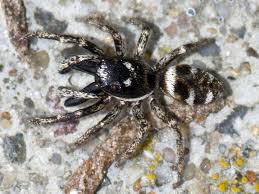 Attēlu rezultāti vaicājumam “Salticus sp.”