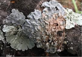 Attēlu rezultāti vaicājumam “Punctelia subrudecta”