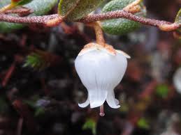 Attēlu rezultāti vaicājumam “Chamaedaphne calyculata flower”