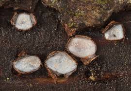 Attēlu rezultāti vaicājumam “Propolis farinosa”