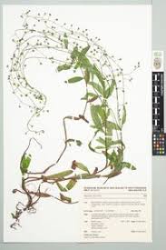 Attēlu rezultāti vaicājumam “Myosotis laxa subsp. baltica”