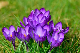 Attēlu rezultāti vaicājumam “Crocus”