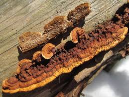 Attēlu rezultāti vaicājumam “Gloeophyllum sepiarium”