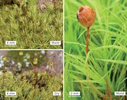 Attēlu rezultāti vaicājumam “Bartramia pomiformis”