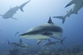 Image result for Carcharhinus perezii