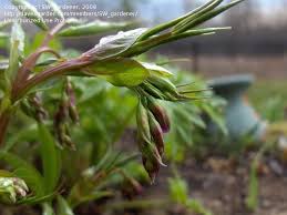 Attēlu rezultāti vaicājumam “Lathyrus vernus bud”
