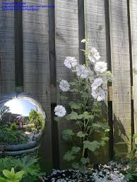 Image result for Malva moschata alba