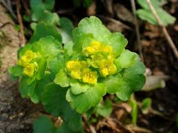 Attēlu rezultāti vaicājumam “Chrysosplenium alternifolium flower”