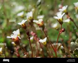 Attēlu rezultāti vaicājumam “Saxifraga tridactylites flower”