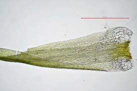 Attēlu rezultāti vaicājumam “Dicranodontium denudatum”