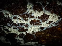 Attēlu rezultāti vaicājumam “Diderma floriforme macro”