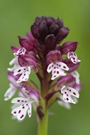 Attēlu rezultāti vaicājumam “Orchis ustulata”