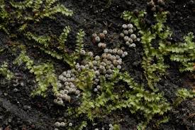 Attēlu rezultāti vaicājumam “Lasiosphaeria ovina”