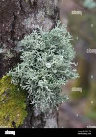 Attēlu rezultāti vaicājumam “Ramalina fastigiata”