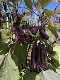 Afbeeldingsresultaat voor slim jim eggplant