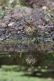Attēlu rezultāti vaicājumam “Turdus philomelos juvenile”