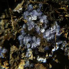 Attēlu rezultāti vaicājumam “Syntrichia papillosa”