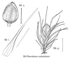 Attēlu rezultāti vaicājumam “Paraleucobryum longifolium sporophyte”