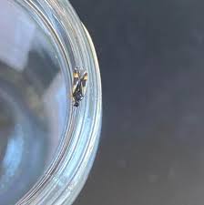 Attēlu rezultāti vaicājumam “Dryophilocoris flavoquadrimaculatus imago”