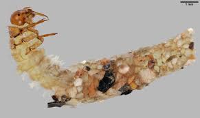 Attēlu rezultāti vaicājumam “Limnephilus larva”