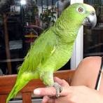 parrot talk