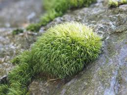 Attēlu rezultāti vaicājumam “Paraleucobryum longifolium”