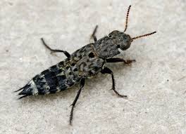 Attēlu rezultāti vaicājumam “Ontholestes murinus”