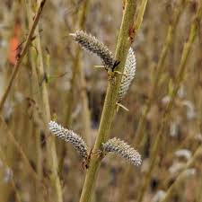 Attēlu rezultāti vaicājumam “Salix purpurea male flower”
