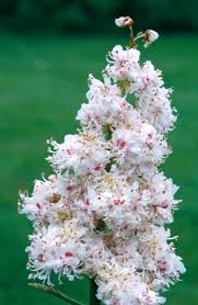 Attēlu rezultāti vaicājumam “Aesculus hippocastanum flower”