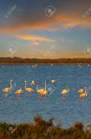 Image result for parque natural de camargue