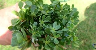 Attēlu rezultāti vaicājumam “Portulaca oleracea leaf”