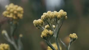 Attēlu rezultāti vaicājumam “Helichrysum arenarium bud”