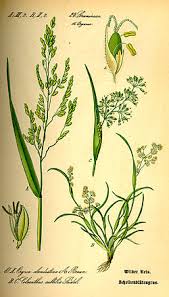 Attēlu rezultāti vaicājumam “Leersia oryzoides”