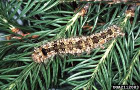 Attēlu rezultāti vaicājumam “Lymantria monacha pupa”