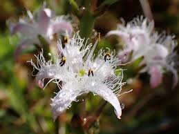 Attēlu rezultāti vaicājumam “Menyanthes trifoliata fruit”