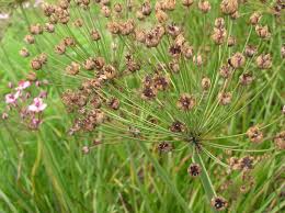 Attēlu rezultāti vaicājumam “Butomaceae”
