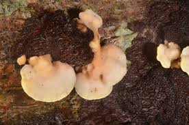 Attēlu rezultāti vaicājumam “Antrodiella serpula”