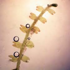 Attēlu rezultāti vaicājumam “Cladopodiella fluitans”