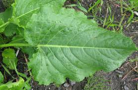 Attēlu rezultāti vaicājumam “Rumex confertus”