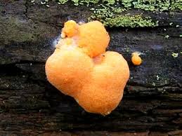 Attēlu rezultāti vaicājumam “Tubifera montana macro”