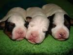 puppiesexpress
